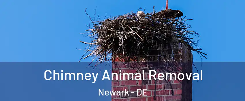 Chimney Animal Removal Newark - DE