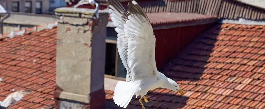 Residential Chimney Animal Removal Solution in Newark, DE
