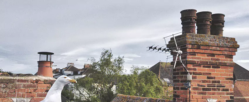Chimney Cleaning And Restoration in Newark, Delaware